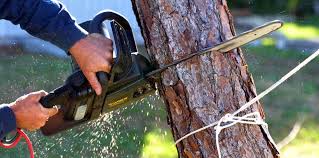 Trusted Swansea, IL Tree Services Experts