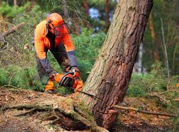 Best Tree Maintenance Programs  in Swansea, IL