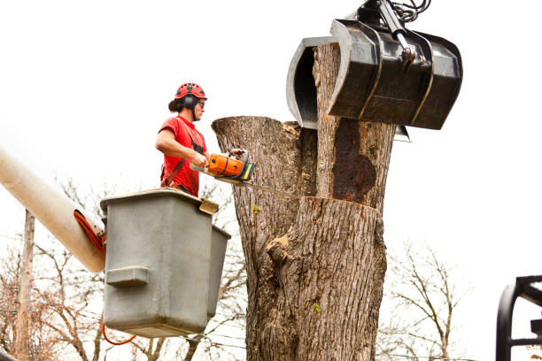 Best Storm Damage Tree Cleanup  in Swansea, IL